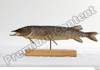 Northern pike whole body 0004.jpg